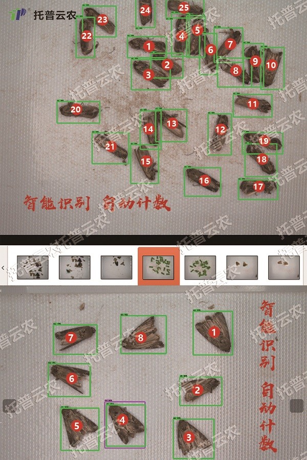 草地貪夜蛾的自動(dòng)識(shí)別和計(jì)數(shù)